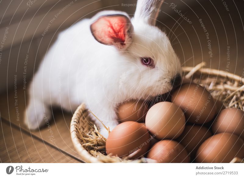 Kleine Hasen- und Hühnereier Hase & Kaninchen niedlich Ei Hähnchen Tier Pelzmantel Ostern Säugetier flockig reizvoll Haustier klein Jugendliche wild Ohr weiß