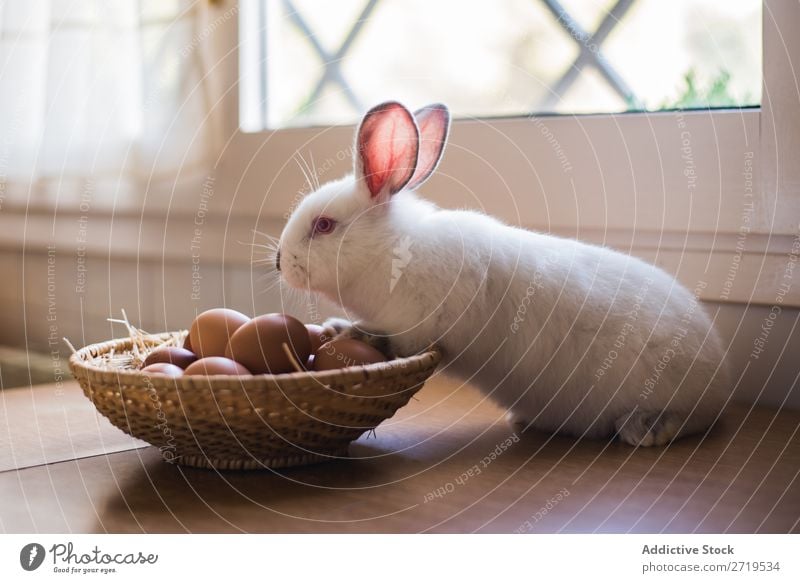 Kleine Hasen- und Hühnereier Hase & Kaninchen niedlich Ei Hähnchen Tier Pelzmantel Ostern Säugetier flockig reizvoll Haustier klein Jugendliche wild Ohr weiß