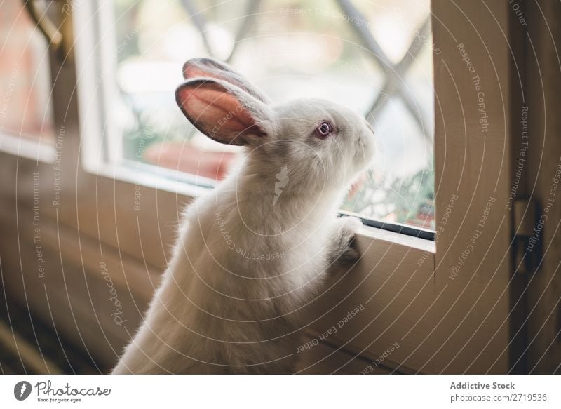 Weißer kleiner Hase mit Blick auf das Fenster Hase & Kaninchen niedlich anlehnen reizvoll Tier Pelzmantel Ostern Säugetier flockig Haustier Jugendliche wild Ohr