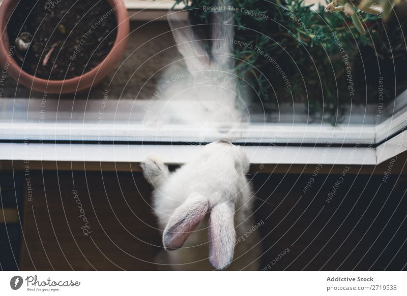 Weißer kleiner Hase mit Blick auf das Fenster Hase & Kaninchen niedlich anlehnen reizvoll Tier Pelzmantel Ostern Säugetier flockig Haustier Jugendliche wild Ohr