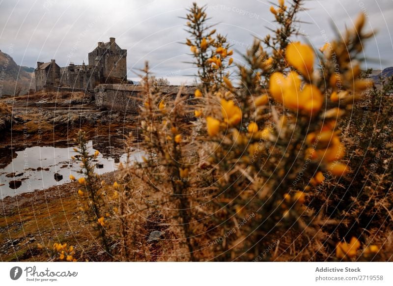 Blumen und Schlossansicht Pflanze Burg oder Schloss Küste Felsen See Hügel Berge u. Gebirge Landschaft Natur Wasser natürlich Stein alt historisch schön Wolken