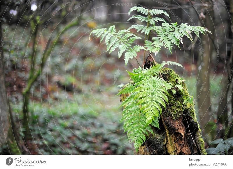 Regen-Wald Umwelt Natur Pflanze Urelemente Wasser Wolken Sonnenlicht Sommer Wetter schlechtes Wetter Baum Sträucher Moos Efeu Farn Grünpflanze Wildpflanze Hügel