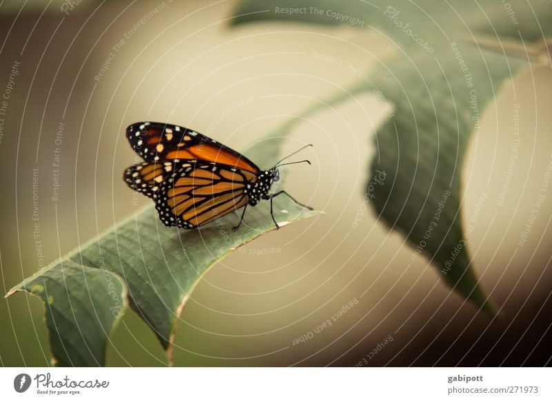 angefressen Natur Pflanze Tier Schmetterling Flügel sitzen ästhetisch schön natürlich braun grün orange Vorsicht Zufriedenheit Duft einzigartig Leichtigkeit