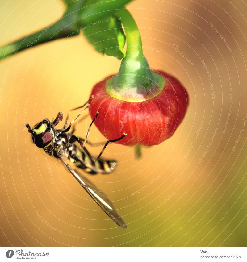 angedockt II Natur Tier Frühling Pflanze Blatt Beeren Stengel Garten Wildtier Biene Flügel Insekt 1 hell Wärme gelb rot Farbfoto mehrfarbig Außenaufnahme