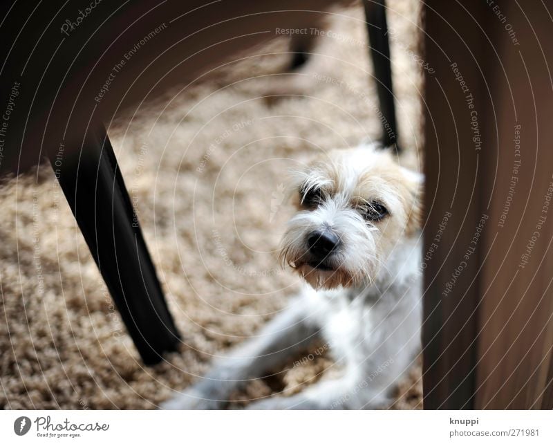 hide and seek (für "knallgrün") Tier Haustier Hund Tiergesicht Fell 1 Tierjunges beobachten liegen warten Freundlichkeit Glück klein wild braun schwarz weiß