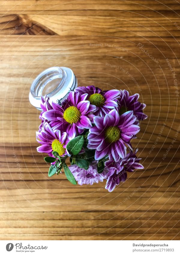 Draufsicht auf violette Margeriten im Glas Natur Frühling schön rosa Beautyfotografie Hintergrundbild geblümt Blütenblatt weiß Pflanze Blume Gänseblümchen