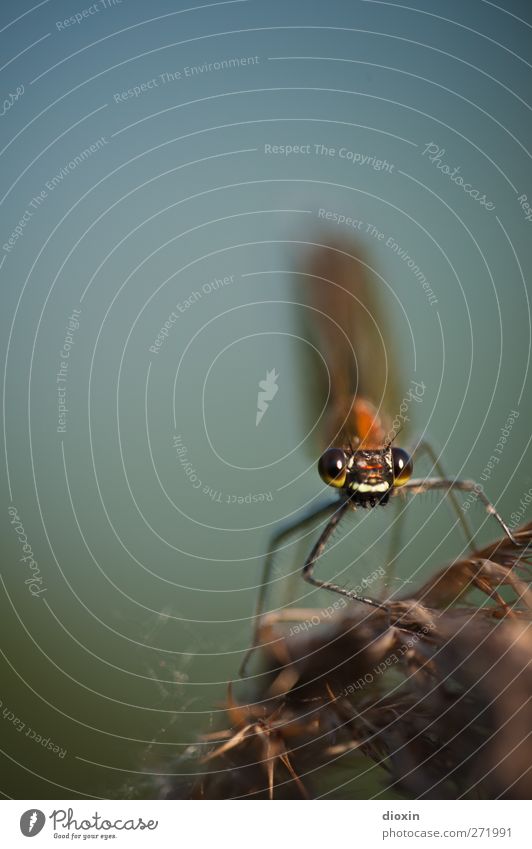 I looked at you Umwelt Natur Pflanze Schilfrohr Tier Wildtier Tiergesicht Flügel Insekt Libelle Facettenauge 1 Blick sitzen klein natürlich Neugier