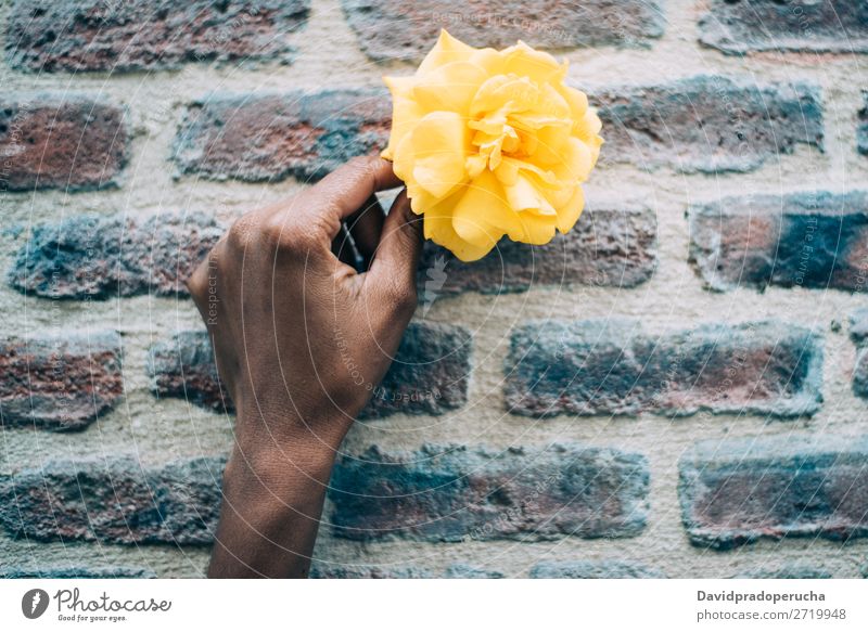 Frauenhände halten eine gelbe Rosenblume. Blume Natur Feste & Feiern Konsistenz Geschenk urwüchsig Halt Hintergrundbild Fürsorge Liebe Nahaufnahme Blütenblatt