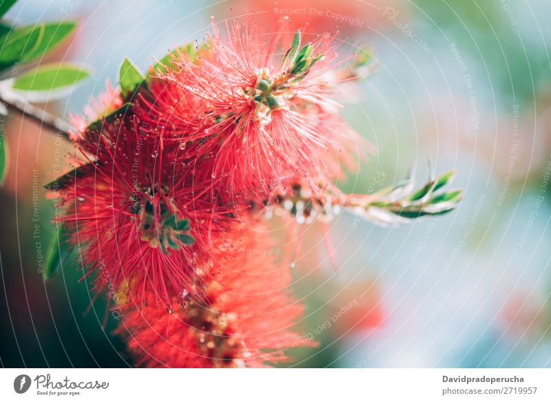 Nahaufnahme einer Flaschenbürstenblüte Zylinderputzer Pflanze Blume Baum Konsistenz Hintergrundbild abstrakt Textfreiraum Tapete Natur Farbe Sträucher rot