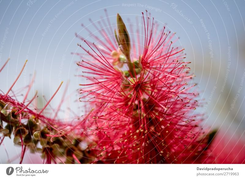 Nahaufnahme einer Flaschenbürstenblüte Zylinderputzer Pflanze Blume Baum Konsistenz Hintergrundbild abstrakt Textfreiraum Tapete Natur Farbe Sträucher rot