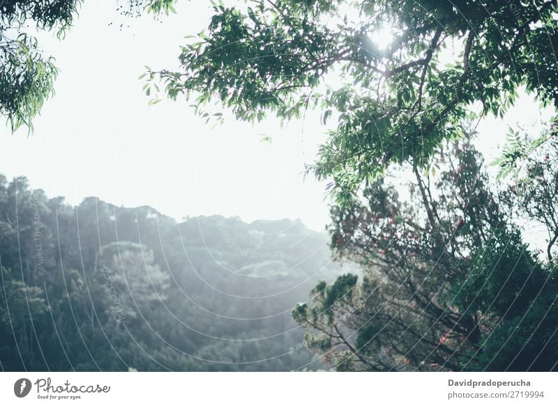 schöne Waldlandschaft Landschaft Aussicht Hintergrundbild Umwelt Baum Morgendämmerung grün Jahreszeiten natürlich Blatt Frühling Holz Sonnenlicht Licht Natur