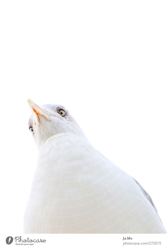 Ich habe dich genau im Blick! Tier Wildtier Vogel Tiergesicht Möwe Heringsmöwe 1 weiß Farbfoto Nahaufnahme Tag High Key Tierporträt