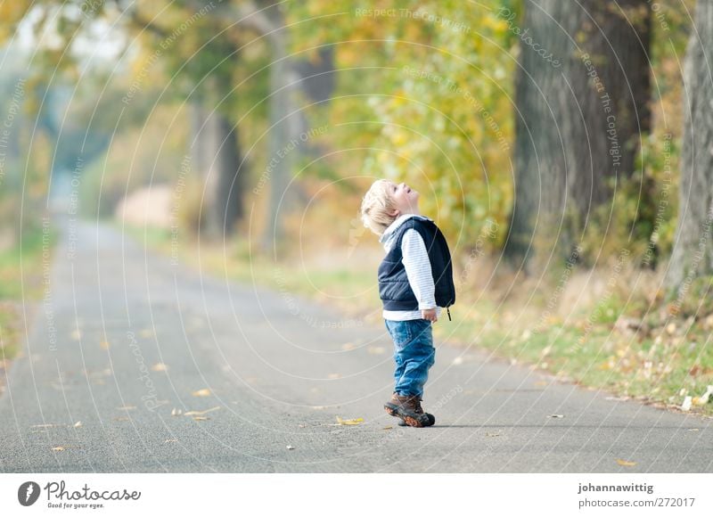 oben. Freude Glück Kinderspiel maskulin Kleinkind Kindheit 1 Mensch 3-8 Jahre Umwelt Natur Herbst Schönes Wetter Baum Blume Gras Sträucher blond beobachten