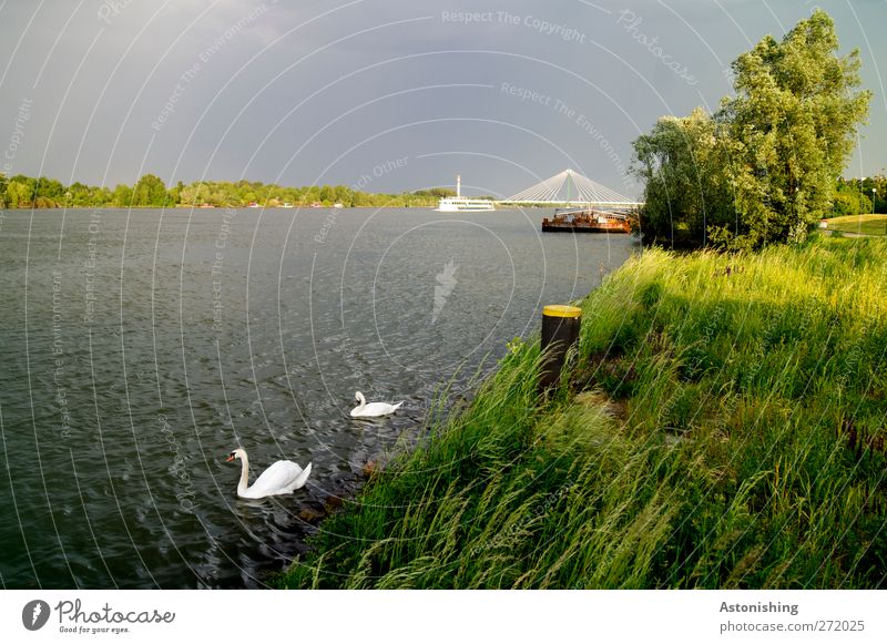 Wetterumschwung Umwelt Natur Landschaft Pflanze Tier Erde Wasser Himmel Wolken Sommer Klima Unwetter Wind Wärme Baum Gras Sträucher Fluss Donau Wildtier Flügel