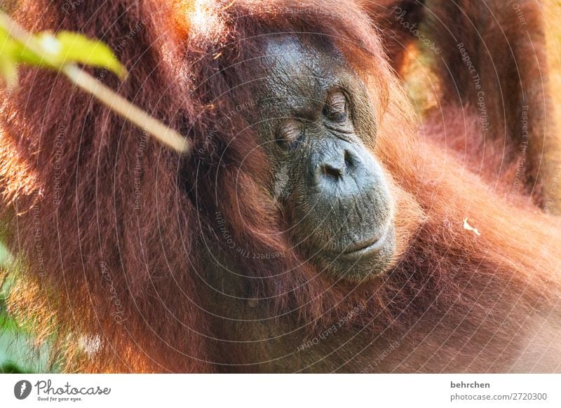 montagsmüde Ferien & Urlaub & Reisen Tourismus Ausflug Abenteuer Ferne Freiheit Natur Urwald Wildtier Tiergesicht Fell Orang-Utan 1 außergewöhnlich exotisch