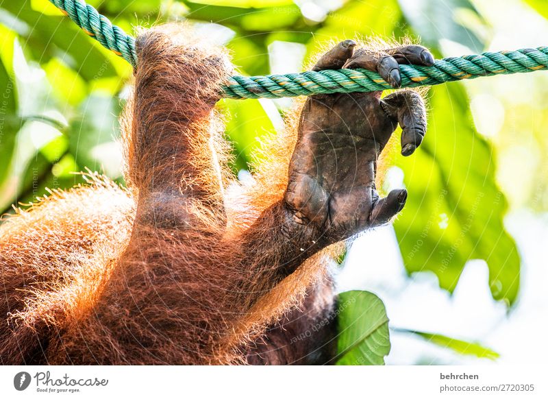 fingerspitzengefühl Ferien & Urlaub & Reisen Tourismus Ausflug Abenteuer Ferne Freiheit Baum Blatt Urwald Wildtier Fell Affen Orang-Utan 1 Tier außergewöhnlich