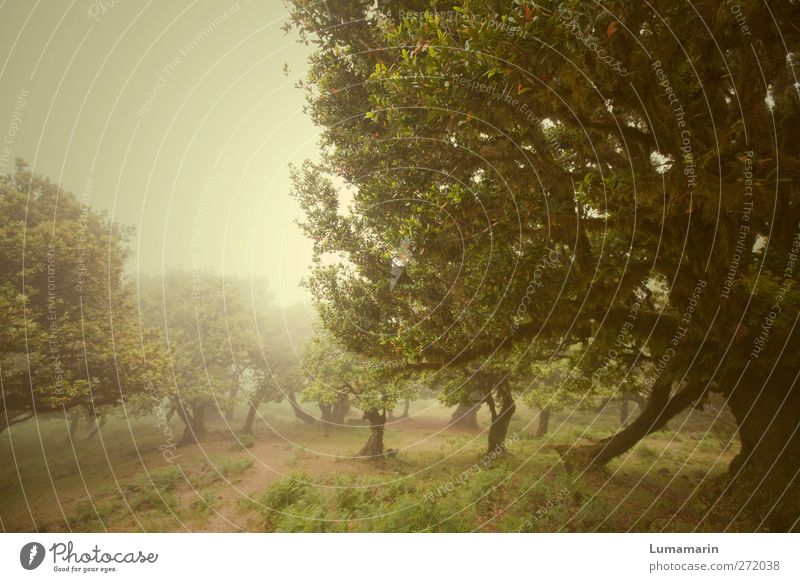 wise up Umwelt Landschaft Pflanze schlechtes Wetter Nebel Baum Lorbeerbaum Wald Berge u. Gebirge Insel Madeira Lorbeerwald alt exotisch groß hoch natürlich