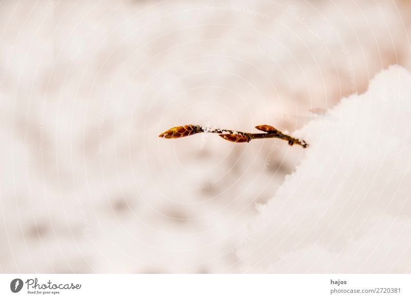 Baumknospe im Schnee Winter Natur Pflanze springen Knospe Trieb Austrieb Jahreszeit kalt weiß braun Wetter Textfreiraum Farbfoto Außenaufnahme Nahaufnahme