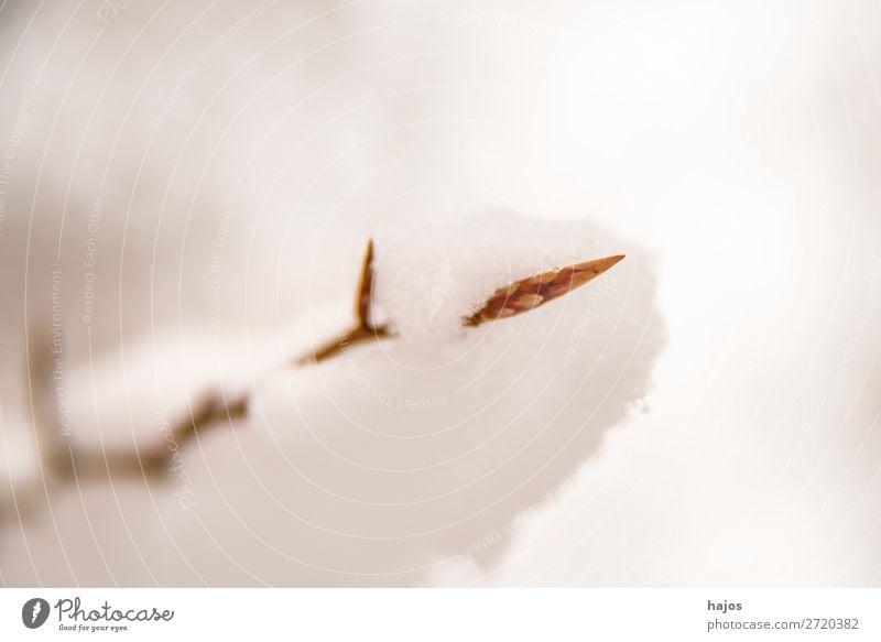 Baumknospe im Schnee Winter springen weiß Knospe Schneehaube verschneit Trieb Wachstum Frühahr Jahreszeit Farbfoto Außenaufnahme Menschenleer Textfreiraum links