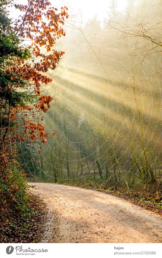 Sonnenstrahlen im Wald Erholung Winter Natur Wärme Baum weich Idylle Spot Lichterscheinung wirft Strahlen Weg mystisch geheimnisvoll märchenhaft erleuchtet hell