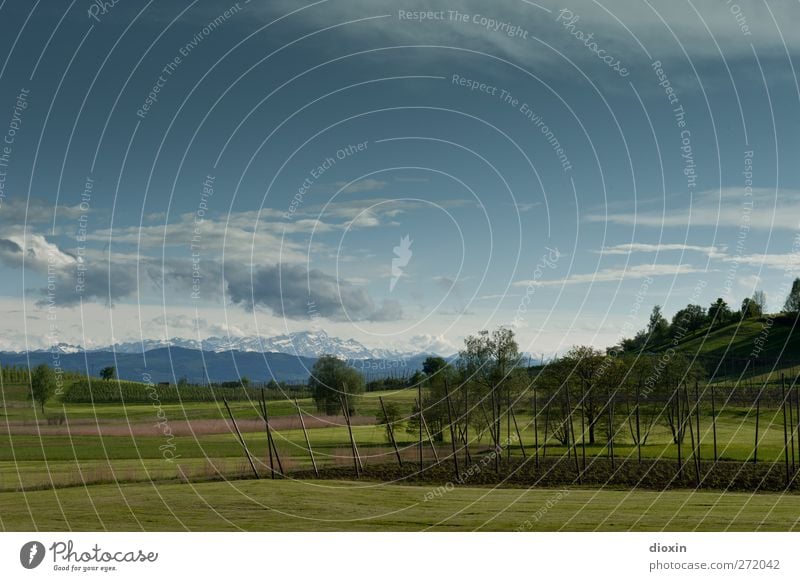 Landschaft mit Hopfenfeld Landwirtschaft Forstwirtschaft Umwelt Natur Pflanze Himmel Wolken Frühling Baum Gras Nutzpflanze Wiese Feld Hügel Alpen