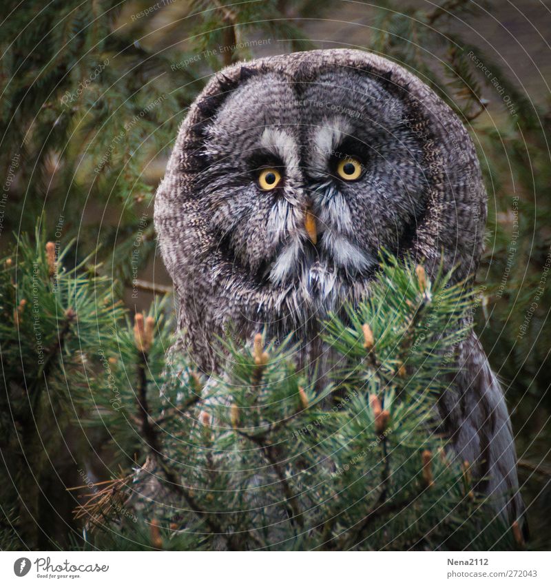 Chouette! Tier Wildtier Vogel Tiergesicht 1 beobachten sitzen gruselig rund trist braun grün Feder Blick Versteck Traurigkeit Farbfoto Außenaufnahme Nahaufnahme