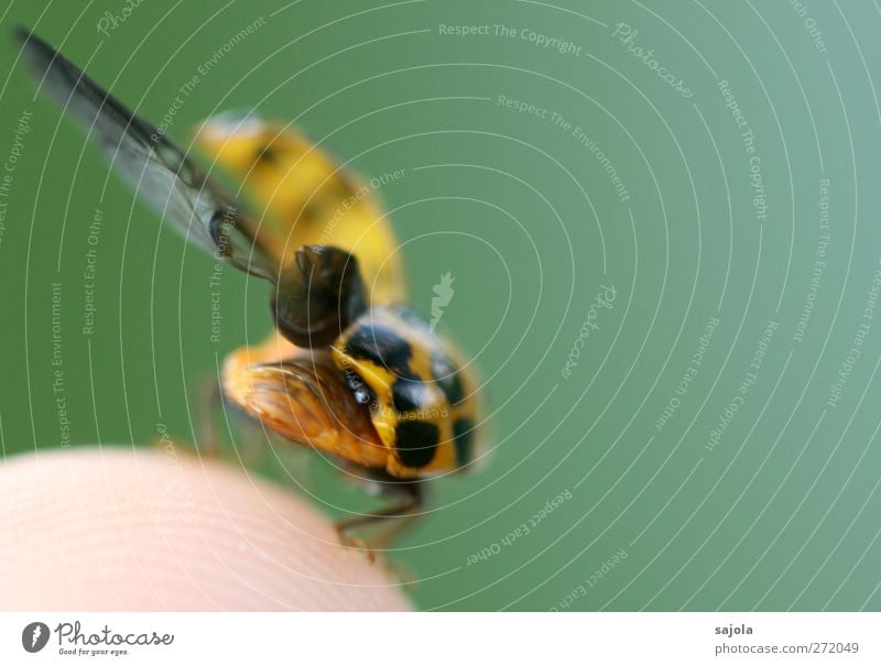 startbereit Tier Wildtier Insekt Marienkäfer 1 Vorfreude Abheben Flügel Farbfoto Außenaufnahme Nahaufnahme Detailaufnahme Makroaufnahme Menschenleer