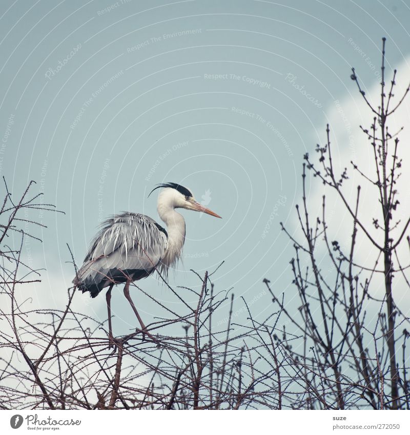 Reihern aus'm Stand Umwelt Natur Tier Urelemente Luft Himmel Wolken Frühling Schönes Wetter Wildtier Vogel 1 stehen dünn hell schön natürlich grau Ast Zweig