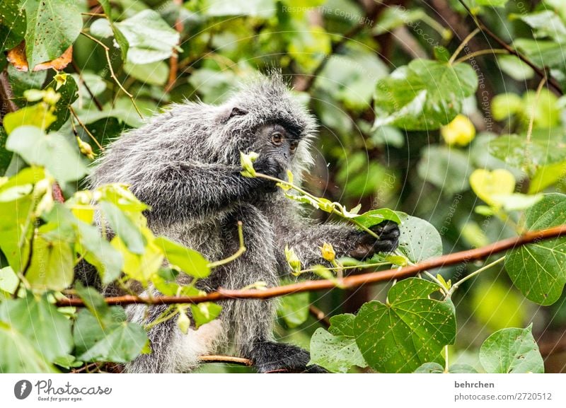 frühstückchen Tierporträt Unschärfe Sonnenlicht Kontrast Licht Außenaufnahme Nahaufnahme Menschenleer Tag Farbfoto träumen Umweltschutz Tierschutz Wildnis