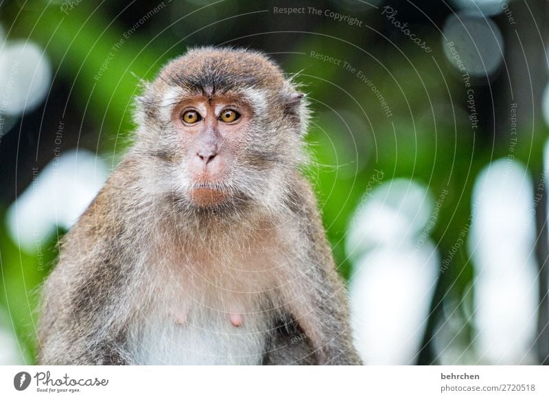 in einer anderen welt Außenaufnahme Farbfoto Kontrast Licht Tierporträt Tag intensiv Fernweh Nahaufnahme Detailaufnahme Menschenleer Tierschutz