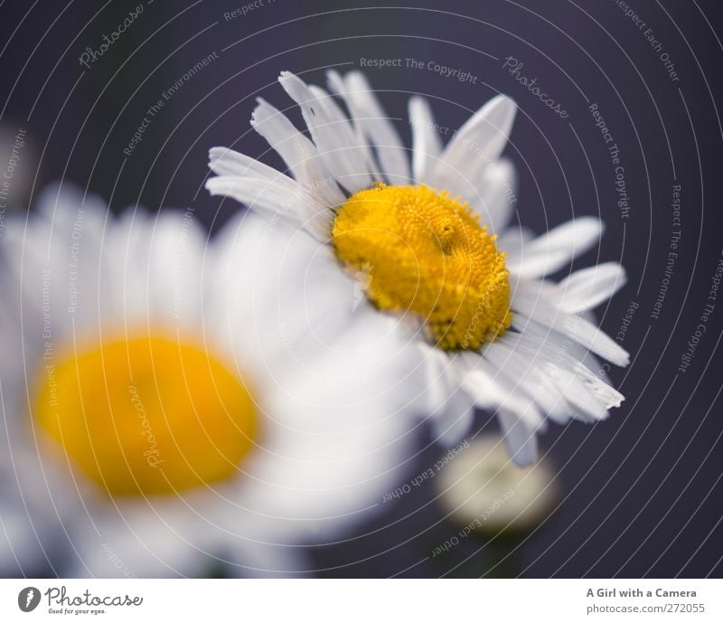 dog daisies Natur Pflanze Frühling Blume Blüte Wildpflanze Margerite Garten Wiese Freundlichkeit Fröhlichkeit frisch natürlich wild gelb weiß Farbfoto