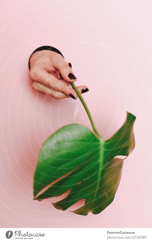 Hand of a woman holding a monstera leaf feminin 1 Mensch Natur Pflanze Fensterblätter Blatt Grünpflanze Naturliebe Umweltschutz rosa festhalten Kreis