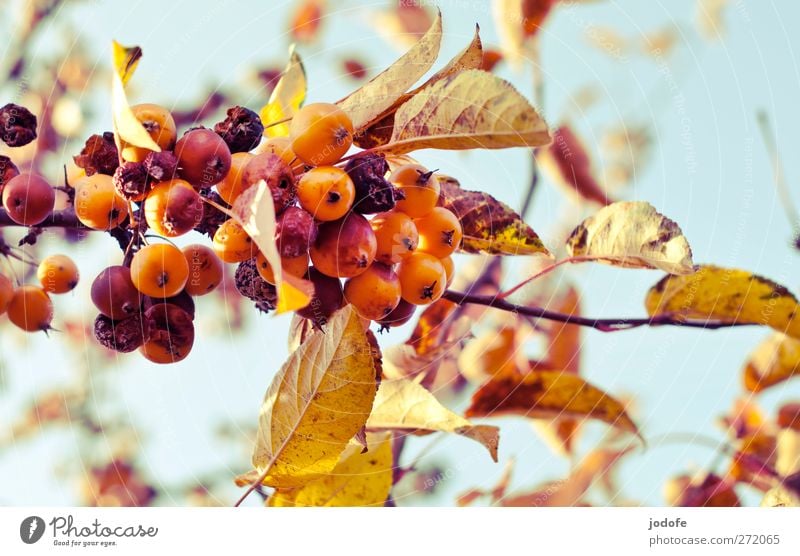 es herbstet sehr... Umwelt Natur Pflanze Blume Nutzpflanze gold amelanchier Herbst Herbstlaub Birne Apfel Frucht welk Fallobst Himmel (Jenseits) Blauer Himmel