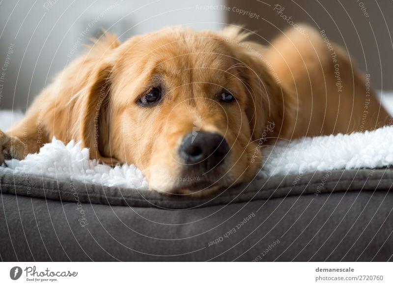 Kleiner Faulenzer harmonisch Zufriedenheit Erholung ruhig Häusliches Leben Raum Tier Haustier Hund Tiergesicht Fell Golden Retriever 1 Kissen Decke beobachten