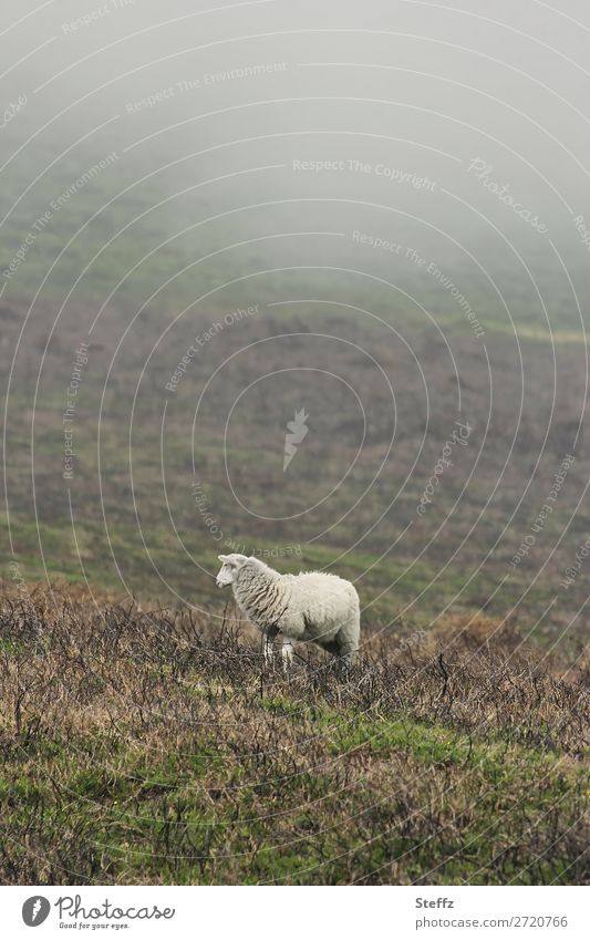 ein Schaf im Nebel Nutztier Wiese Gras nordisch neblig nebelig trist Hügel Nebelstimmung dunkel Stille Ruhe ruhige Umgebung einsam Einsamkeit Nebelwand