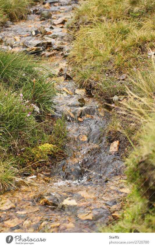 ein Bach in den Hügeln rauschendes Wasser Bachufer Bächlein Juli nordisch Rauschen nordische Natur nordische Romantik abwärts Bachlauf Sommer im Norden Strömung