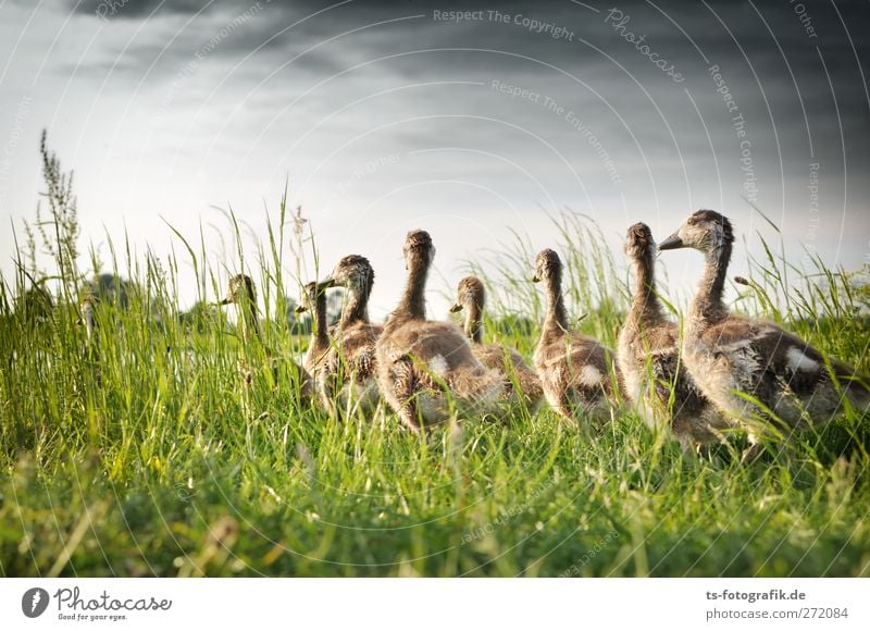 Gänsemarschnellergehndavorne? Natur Wolken Frühling Sommer Gras Tier Wildtier Gans Nilgans Nilgänse Gössel Vogel Tierjunges Nil-Gans Nil-Gänse Wildgans