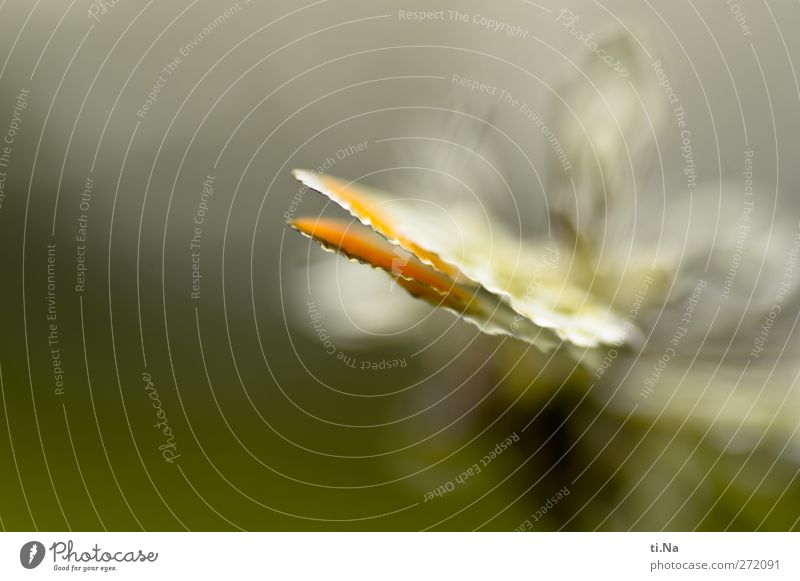 Aurora Quattro Garten Pflanze Tier Frühling Sommer Wildtier Schmetterling Flügel Aurorafalter 1 klein Insekt schwache TiefenschÃ¤rfe zart Farbfoto Makroaufnahme