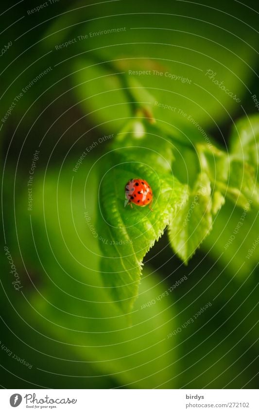 Glücksbringer im Paradies Schönes Wetter Pflanze Blatt Ast Marienkäfer 1 Tier krabbeln Freundlichkeit frisch positiv schön grün rot ästhetisch Idylle Natur