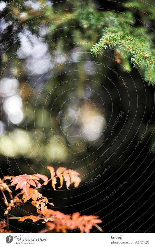 rot-grün Umwelt Natur Pflanze Luft Sonne Sonnenlicht Sommer Herbst Schönes Wetter Baum Sträucher Blatt Wildpflanze Wald alt verblüht dehydrieren trocken schwarz