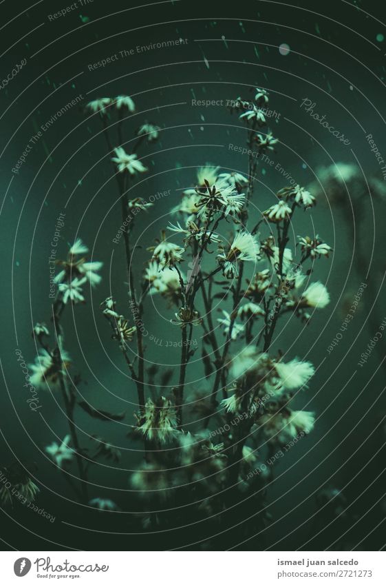 bunte Blume im Garten Pflanze Farbe farbenfroh geblümt Natur Dekoration & Verzierung romantisch Beautyfotografie Zerbrechlichkeit Hintergrund Frühling Sommer