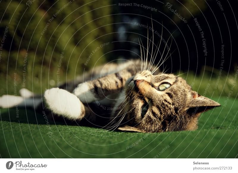 komm, kraul mich Sommer Sonne Sonnenbad Umwelt Natur Frühling Schönes Wetter Pflanze Garten Park Wiese Tier Haustier Katze Tiergesicht Fell Pfote 1 liegen