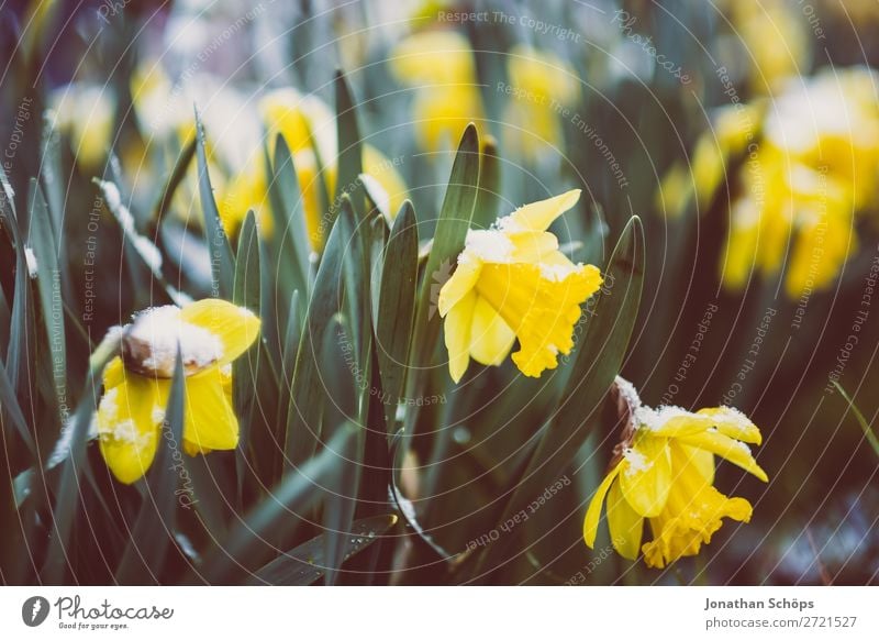 Narzissen mit Resten vom Schnee Winter Garten Frühling Eis Frost Blume Blüte Wachstum kalt blau gelb April Thüringen Gelbe Narzisse Ostern Blühend mehrfarbig