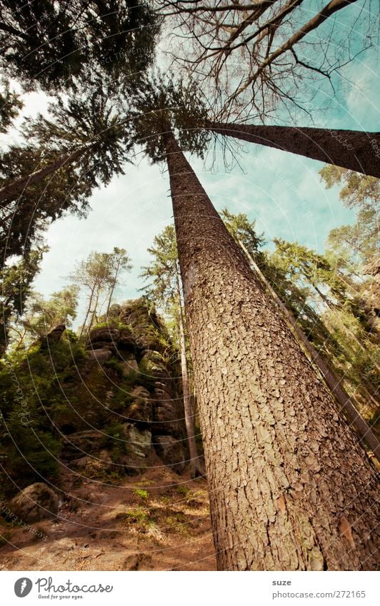 Teufelsschlucht gen Himmel Umwelt Natur Landschaft Pflanze Klima Schönes Wetter Baum Wald Felsen authentisch wild braun Elbsandsteingebirge Sandstein Sachsen