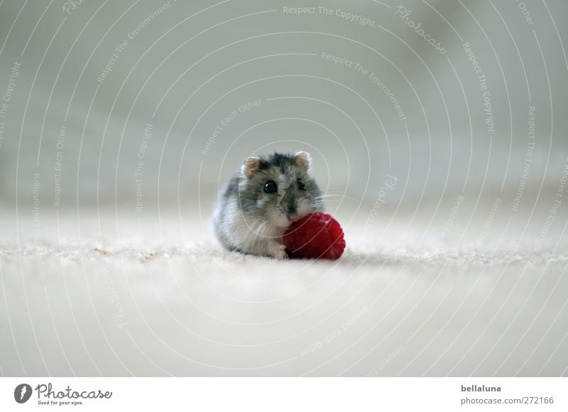 Karli | riesiges Dessert Tier Haustier Tiergesicht Fell Pfote 1 Fressen sitzen hell kuschlig klein lecker nah niedlich grau rot weiß Hamster Himbeeren Frucht