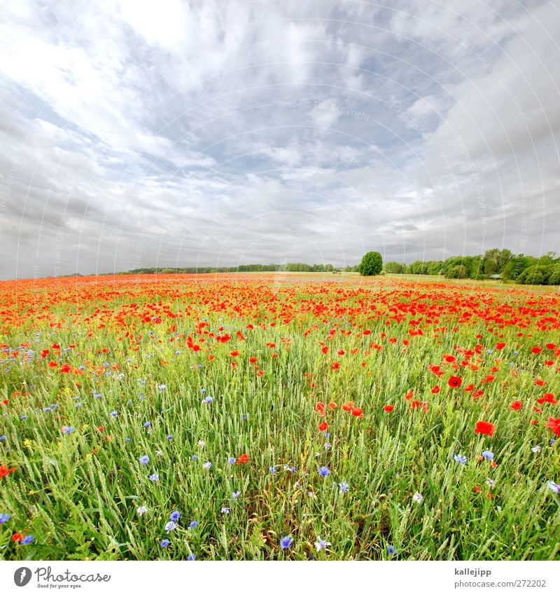 heuschnupfen mit windpocken Umwelt Natur Landschaft Pflanze Tier Himmel Wolken Horizont Sommer Klima Wetter Schönes Wetter Baum Blume Gras Wildpflanze Wiese