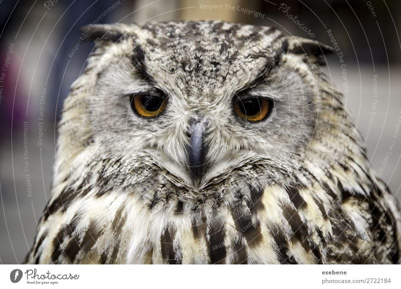 Königskauz schön Gesicht Natur Tier Vogel beobachten authentisch niedlich wild braun gelb grau schwarz weiß Weisheit Waldohreule Königlich Tierwelt Schnabel