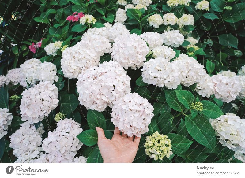 Hand hält schöne Hortensienblüte im Garten. Sommer Muttertag Hochzeit Natur Pflanze Herbst Blume Blatt Blüte Park Blumenstrauß Wachstum frisch hell grün weiß