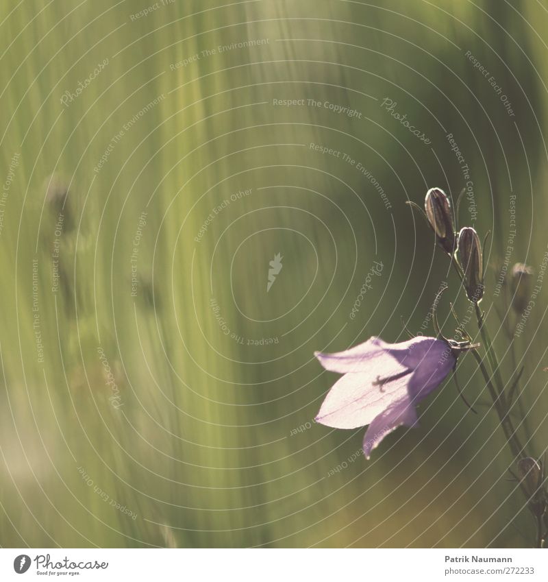 Campanula Umwelt Natur Pflanze Tier Sonnenlicht Sommer Schönes Wetter Blume Blüte Wildpflanze Glockenblume Wiese Blühend Duft Wachstum frisch glänzend grün