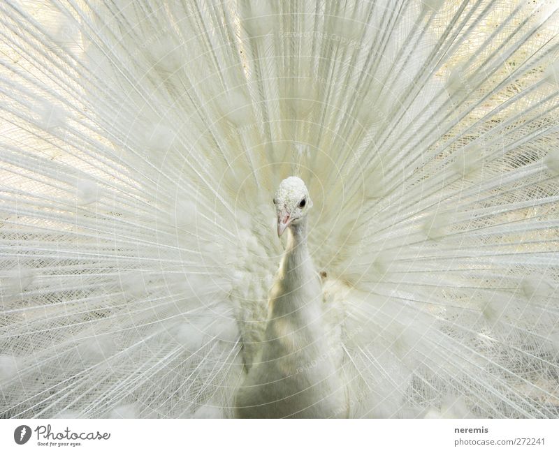 Weißer Pfau Tier Wildtier Vogel Tiergesicht Flügel Zoo 1 Brunft beobachten ästhetisch außergewöhnlich elegant exotisch hell schön natürlich positiv wild weiß